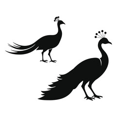 Two peacock silhouettes isolated on white background