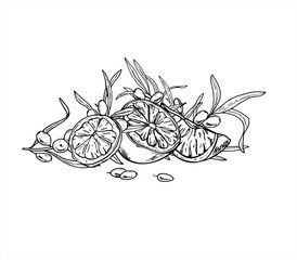 Sea buckthorn branch with citrus slices monochrome outline vector illustration painted by black inks. Juicy berries and lime or lemon graphic sketch for healthy drink packaging, autumn harvest designs