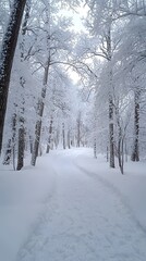 Fototapeta premium A peaceful snow covered forest path