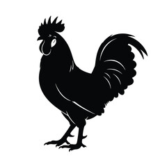 rooster isolated on white background