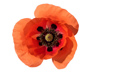 Red poppy isolated on PNG background.