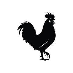 rooster isolated on white background