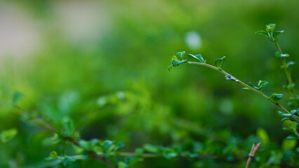 Background image of Hokkien Tea.