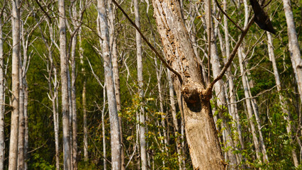 Dry teak trees in autumn on the forest with blue bright sky ,summer time. Focus on tree. Noisy. Exposure. Similar others