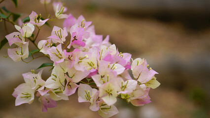 Pink bougainvillea flower in the garden. Paper flower, Bougainvillea glabra Choisy.