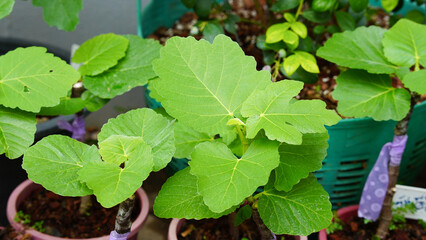 Tree grafting technique. A different kind of fig grafting to the fig tree. Eyepatch application. garden hobbies