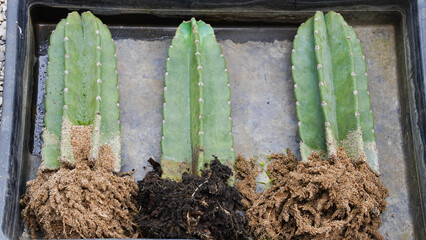 Jamacaru cactus with roots ready to plant