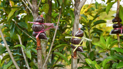 Cropped Hand Holding Grafting Tree Branch With Wet Coconut Husk In Plastic Bag