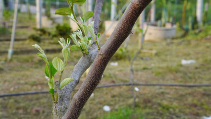 A jujube tree that has been pruned and has sprouted new shoots.