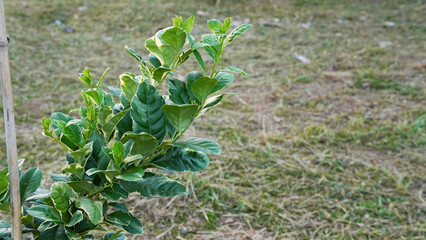 Variegated Eureka Lemon Leaves