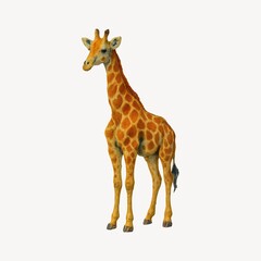 Obraz premium Tall giraffe standing gracefully.