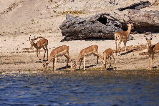 Impalas grazing peacefully along the Chobe River, bathed in morning light. A quiet moment in the heart of the wild