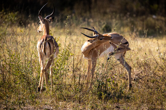 Impalas grazing peacefully along the Chobe River, bathed in morning light. A quiet moment in the heart of the wild