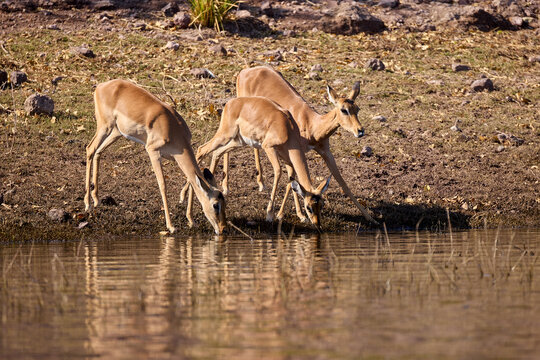 Impalas grazing peacefully along the Chobe River, bathed in morning light. A quiet moment in the heart of the wild