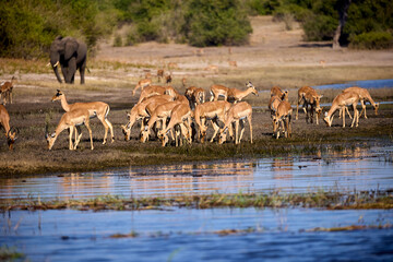 Impalas grazing peacefully along the Chobe River, bathed in morning light. A quiet moment in the heart of the wild