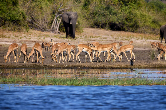 Impalas grazing peacefully along the Chobe River, bathed in morning light. A quiet moment in the heart of the wild