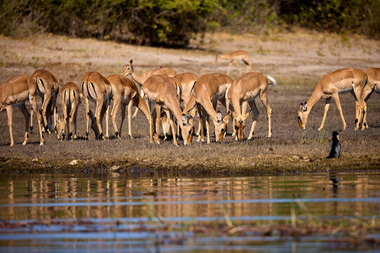 Impalas grazing peacefully along the Chobe River, bathed in morning light. A quiet moment in the heart of the wild