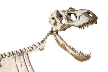 Dinosaur skeleton isolated on white background. Clipping path included.