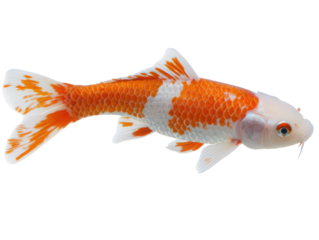 Vibrant Koi Fish: A stunning koi fish glides gracefully, showcasing its striking orange and white patterns in crystal-clear water, highlighting the beauty of aquatic life.