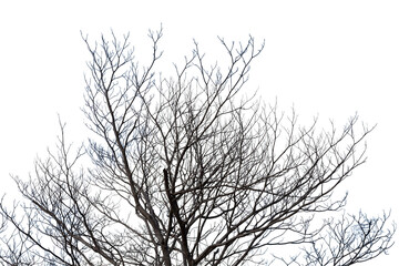 Dead tree isolated on white background Abstract nature background.
