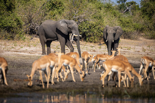 Impalas grazing peacefully along the Chobe River, bathed in morning light. A quiet moment in the heart of the wild