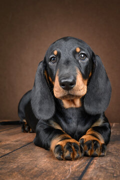 Adorable dachshund puppy posing on dark background