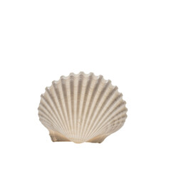 Scallop shell isolated on transparent background
