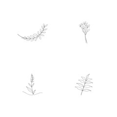 Elegant minimalist line art botanical illustrations of leaves and delicate floral sprigs