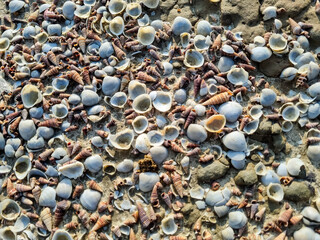 Top view of mixed seashells scattered across sandy beach during golden hour lighting