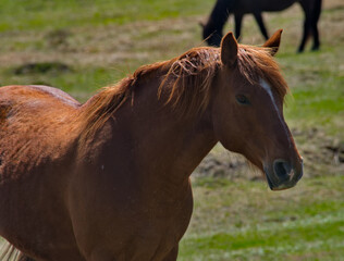 Fototapeta premium Russia. The South of Western Siberia, the Altai Mountains. Portrait of a young bay stallion grazing peacefully in a mountain pasture.