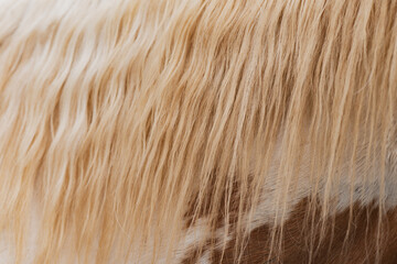 Close-up of golden horse mane with soft texture