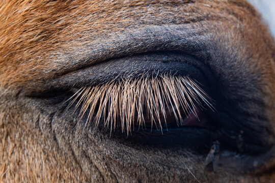 Close-up of a horse's eye with detailed eyelashes