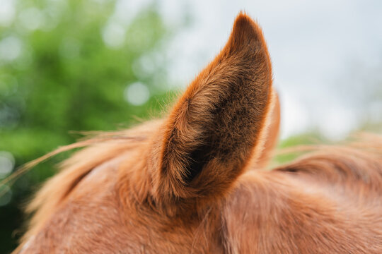 Close-up of a horse's ear with blurred green background