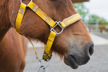 Close-up of horse's face with yellow halter and chain