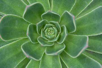 Green aeonium succulent plant growing in sunlight showing perfect geometry