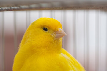 Yellow canary perching in cage: observing the world outside