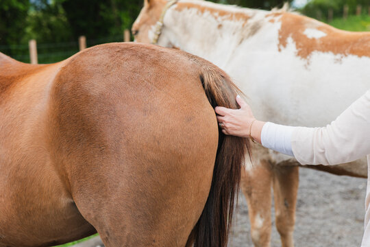 Farm day with horses and nature interaction captured