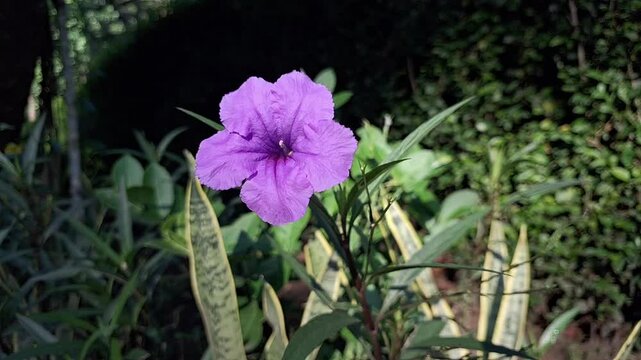Vibrant Purple Flower of Ruellia simplex, Known as Mexican Bluebell or Britton&rsquo;s Wild Petunia, Blooming in Morning Breeze Nature Garden Footage