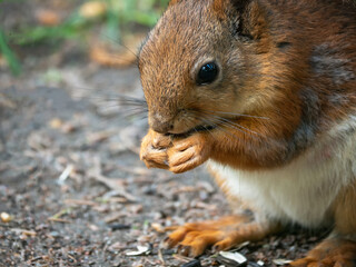 Close up red squirrel eating a sunflower seed