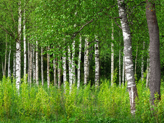 birch grove in early spring on a sunny day