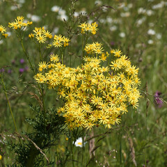 Jacobaea vulgaris | Common ragwort. Upright tall stems bearing pinnately lobed foliage, flower heads in bright yellow florets in flat-topped clusters