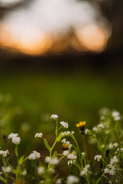 Blooming galium plants in a tranquil natural setting