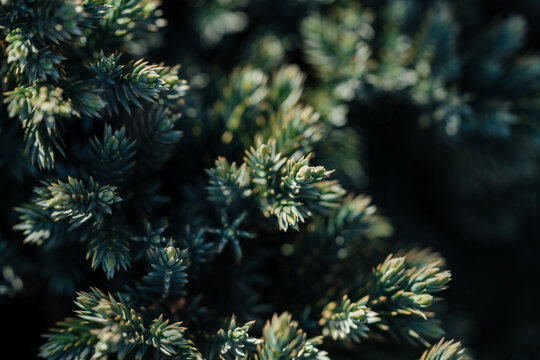 Blue green juniper foliage in natural light
