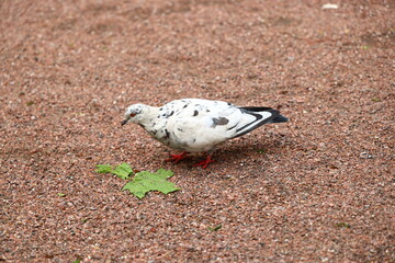 A Unique Spotted Pigeon is foraging actively on the Ground, searching for food and sustenance