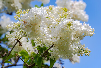 A branch of blooming delicate white lilac against the background of blue sky. The tenderness of spring blossoms.