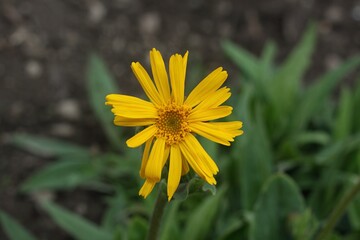 Arnica montana, also known as mountain tobacco or mountain arnica. Arnica montana has been used as a herbal medicine, only  external use.