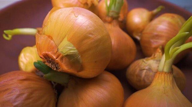 Onion vegetable in a plate. Onion with green sprouts. Spins in motion on a turntable, slow motion. Close-up