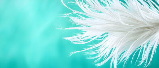 Fototapeta premium White Feathers On Teal Background
