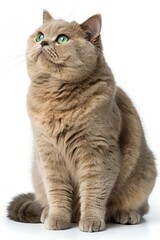 Obraz premium british shorthair cat