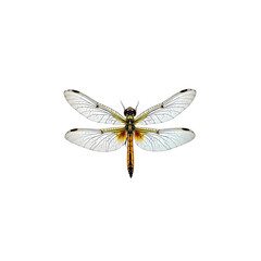 Realistic detailed dragonfly insect isolated against a dramatic black background perfectly centered